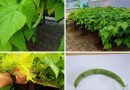 Aquaponics gardening